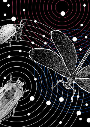 Ночной клуб для насекомых «Просвет»