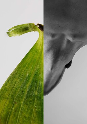 Флорафикация