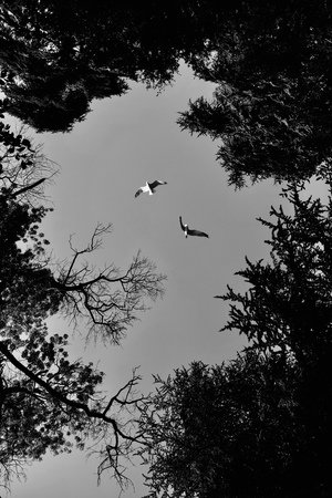 Жизнь. Отражение