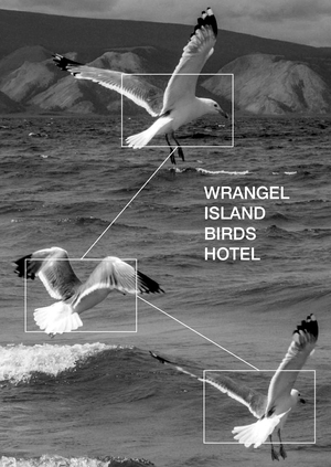 Wrangel Island Birds Hotel