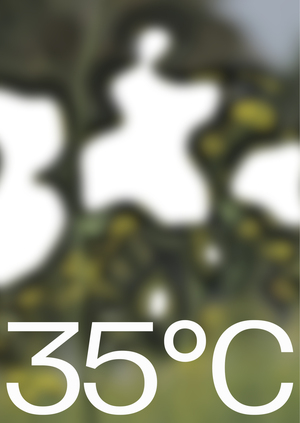 35°C: травы России