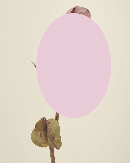 LILIUM