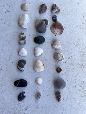 conchis et lapidibus