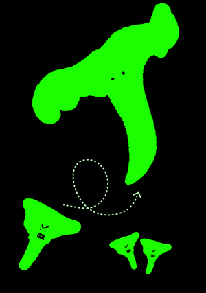 Грибы после конца света