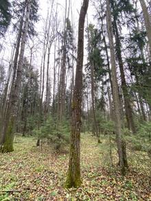 Trees