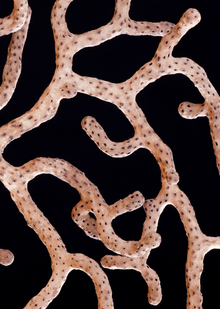 →1.Концепция исследования