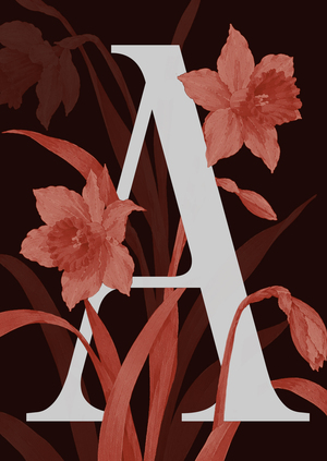 NARCISSUS
