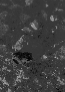 лягушка, живущая в колодце, не ведает о море (井の中の蛙大海を知らず) лягушка, живущая в колодце, не ведает о море (井の中の蛙大海を知らず)