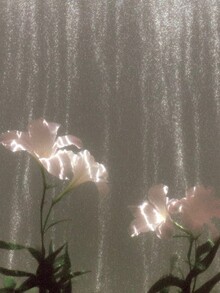 blooming