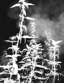 Photos to Take in the Dark Photos to Take in the Dark