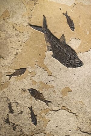ARCHIVE OF&nbsp;UNKNOWN LIFE