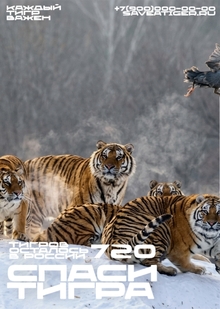 saveatiger.ru saveatiger.ru