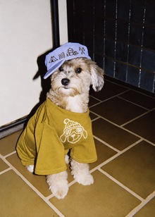 Re: BARK Re: BARK
