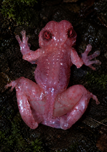 Frogform