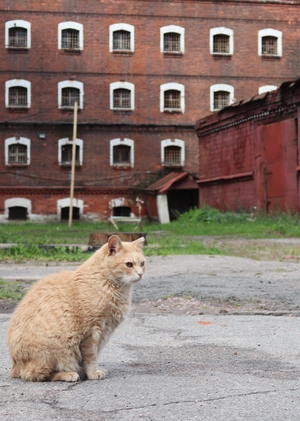 Photo Report: "Cats in Crosses"