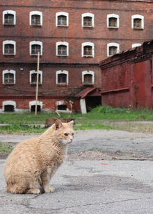 Фоторепортаж «Коты в&nbsp;Крестах»