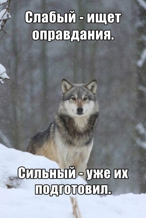 «Что за волк — это неопределенное?» серия обучающих карточек для Клуба молодого журналиста 