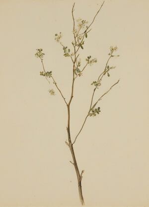 SIGNAL FLORA