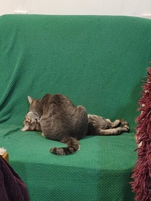 футболка короч