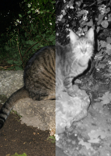 кошка. открытка с лентикулярной печатью кошка. открытка с лентикулярной печатью