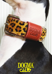 DOGMA | Dog Culture Club