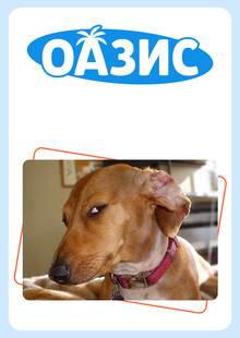 Оазис Оазис