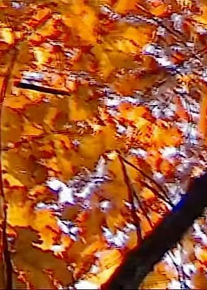 Autumn Sessions