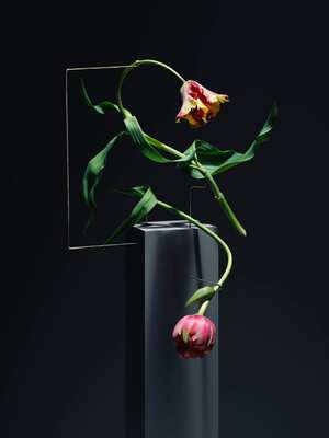 Tulip's transition from art to culture