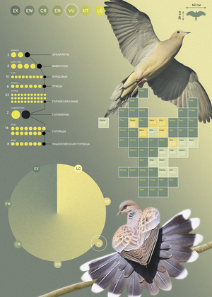 Инфографика для музея птиц «Мещёры»