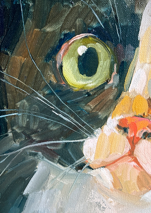 Котография в ритме лап