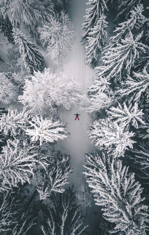 Запах сосны