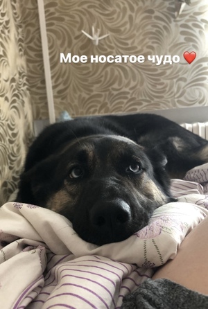 Люди, которые, якобы, защищают животных