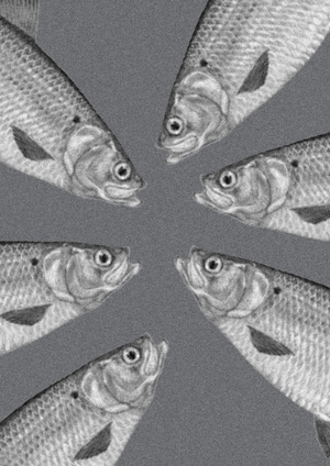 Хорошо ловится рыбка-банка