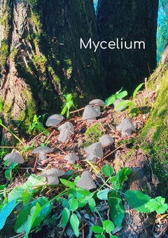 mycelium 