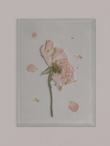 Жизнь в&nbsp;розовом цвете