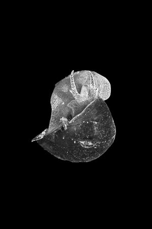 Littorea