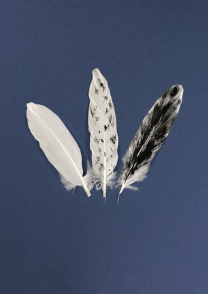 Ворон и сова. Эскимосская сказка.