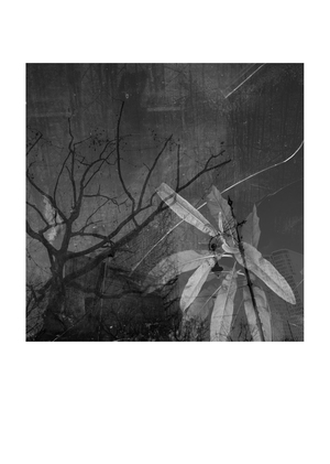 Дневник Живое/Неживое