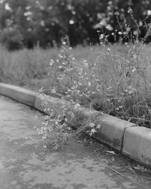 Когда поют птицы