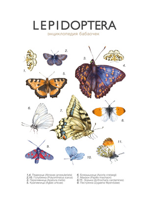 Lepidoptera (a book about butterflies of the European part of Russia)