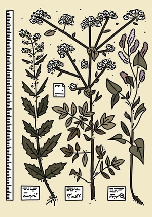 Антон Сакво