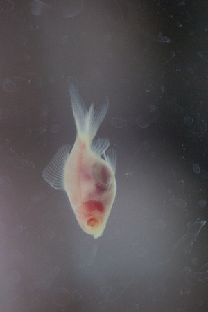 Био-арт как биополитическое высказывание науки и искусства