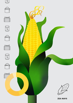 Инфографика: кукуруза