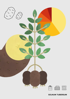 Инфографика: картофель