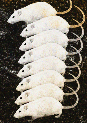 White Rat Experience