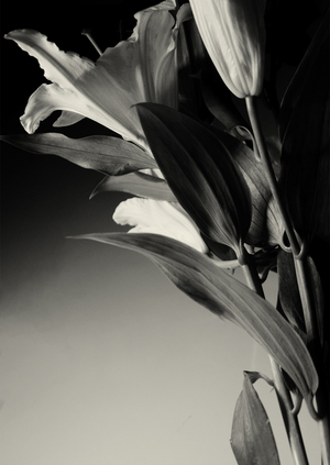 К Масао Ямамото