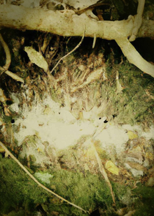 Fungi Matka