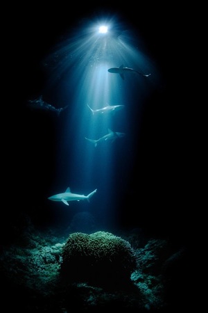 Mer