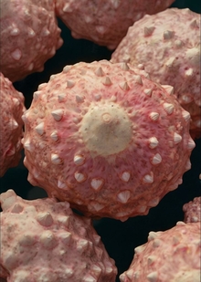 Cancer regression