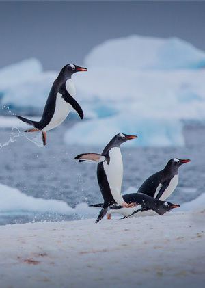 На поиски пингвинов